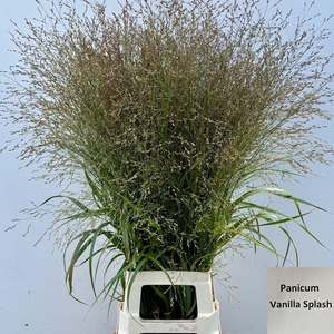 Panicum Vanilla Splash 90cm