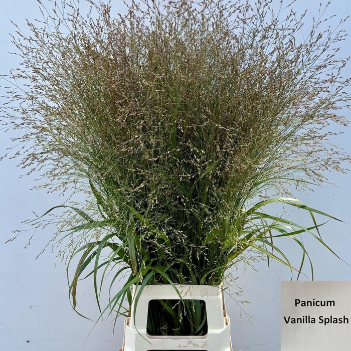 <h4>Panicum Vanilla Splash 90cm</h4>