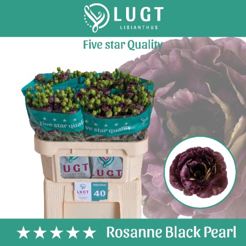<h4>Lisianthus Rosanne Black Pearl</h4>