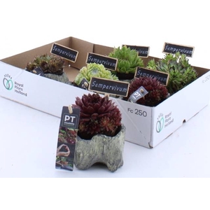 ARR SEMPERVIVUM