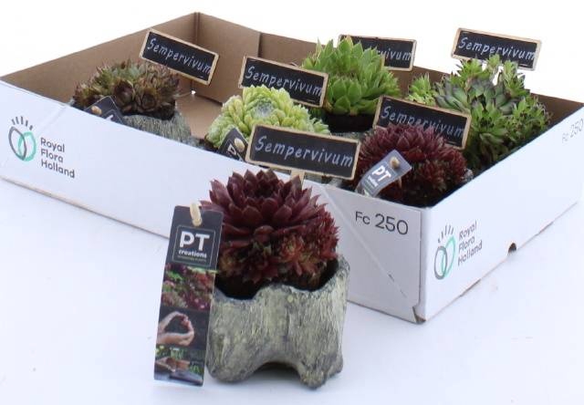 <h4>ARR SEMPERVIVUM</h4>