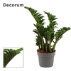 Zamioculcas Zenzi 17 cm, 4+ veren (Decorum)