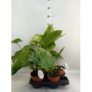 Philodendron   ...