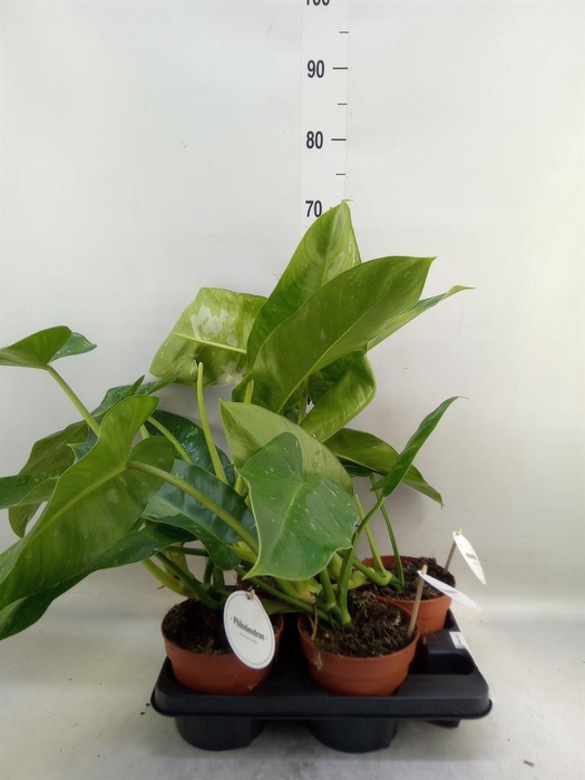 <h4>Philodendron   ...</h4>