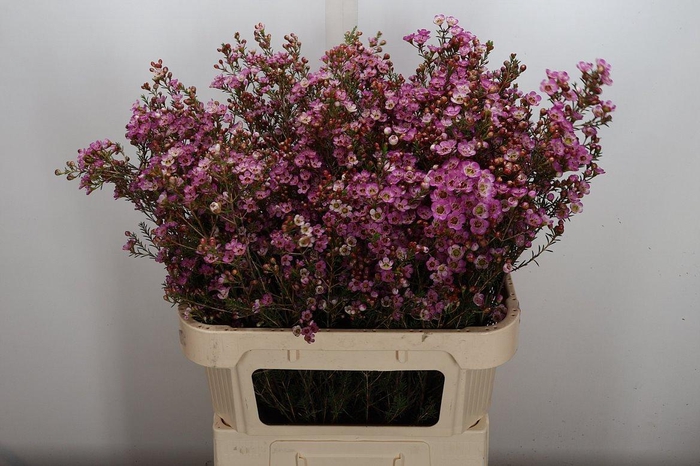 <h4>Chame Adi 80/55</h4>