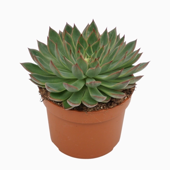 Echeveria Sagita