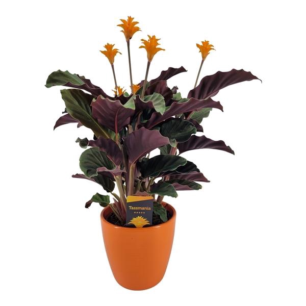 <h4>Calathea crocata 'Tassmania'</h4>