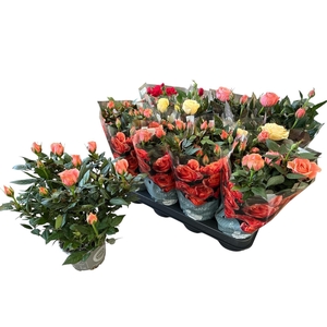 RO KORDANA GEM 4 SRT