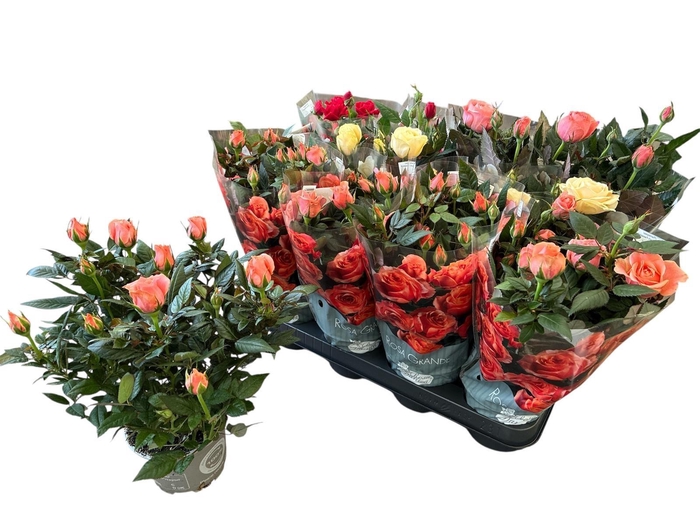 <h4>RO KORDANA GEM 4 SRT</h4>