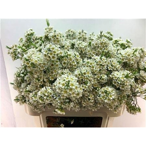 Chame Un Arbel White Extra 80cm