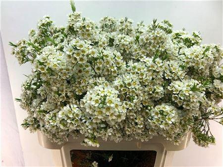 <h4>Chame Un Arbel White Extra 80cm</h4>