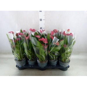 Anthurium andr. 'Pure Purple'