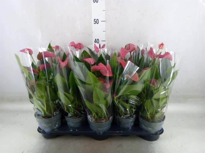 <h4>Anthurium andr. 'Pure Purple'</h4>