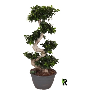 Ficus Mi Overig bonsai Ginseng S-Type
