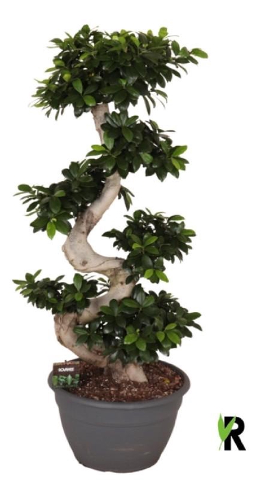 <h4>Ficus Mi Overig bonsai Ginseng S-Type</h4>