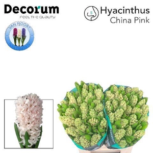 Hyac China Pink 2x25