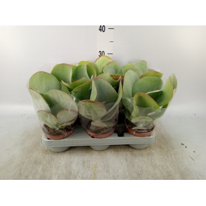 Kalanchoe NF thyrsiflora 'Red Lips'