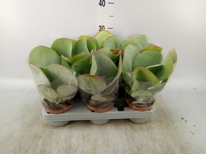 <h4>Kalanchoe NF thyrsiflora 'Red Lips'</h4>