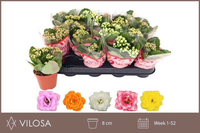 arr8 Kal Ge Gem 5 Kl