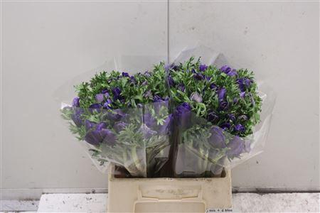 <h4>Anem Co Mistral Blue</h4>