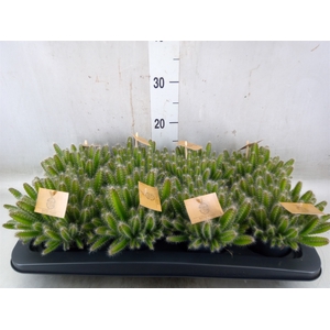 Hylocereus undatus