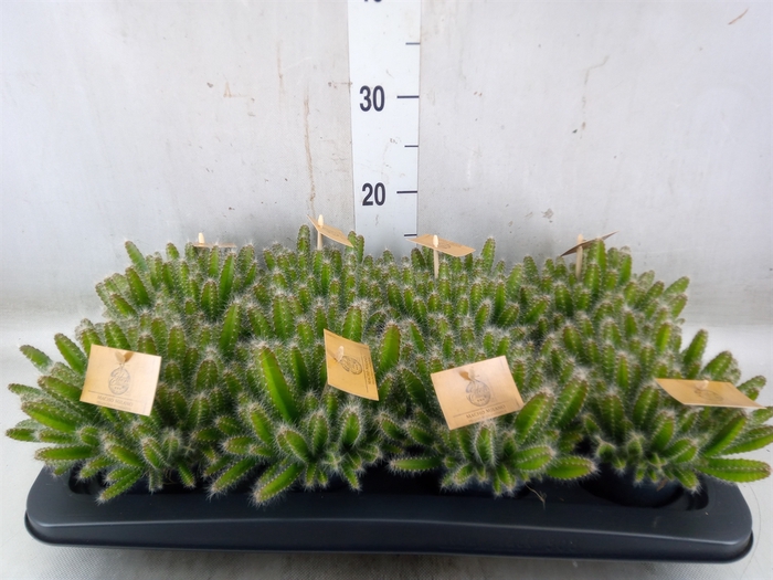 <h4>Hylocereus undatus</h4>