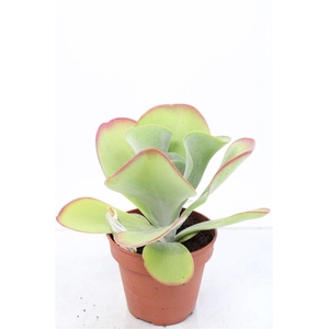 KALANCHOE THYRSIFL