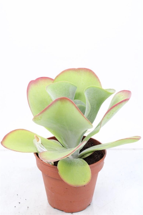 <h4>KALANCHOE THYRSIFL</h4>