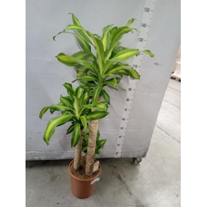 Dracaena frag. 'Massangeana'