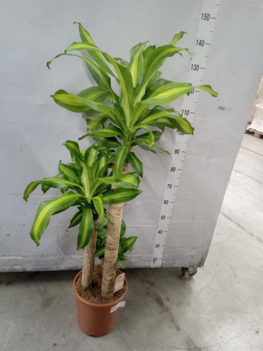 <h4>Dracaena frag. 'Massangeana'</h4>