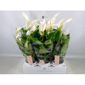 Anthurium  'Banderola Cava'