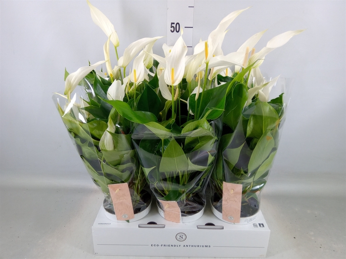 <h4>Anthurium  'Banderola Cava'</h4>