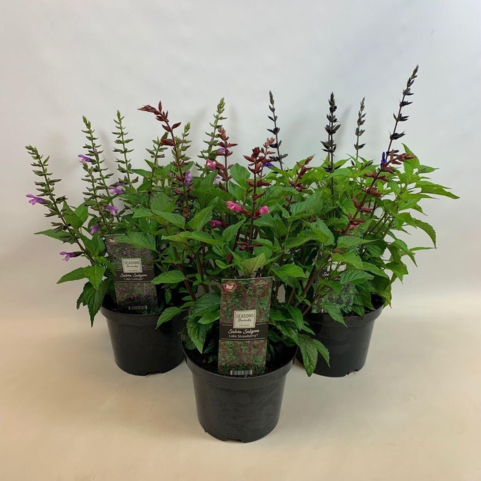 <h4>Salvia</h4>