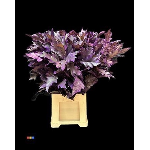 Quercus Klb Purple Transparent 80cm GK