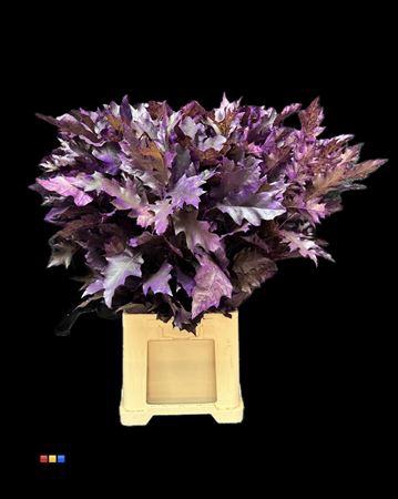 <h4>Eikeblad Transparant Purple 60cm</h4>