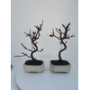 Bonsai