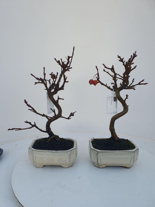 Bonsai
