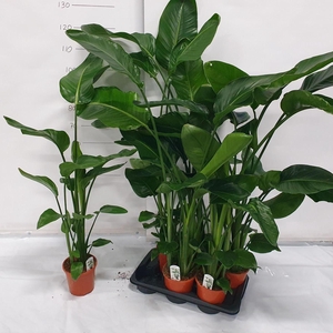 STRELITZIA NICOLAI