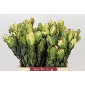 LEUCADENDRON DISCOLOR