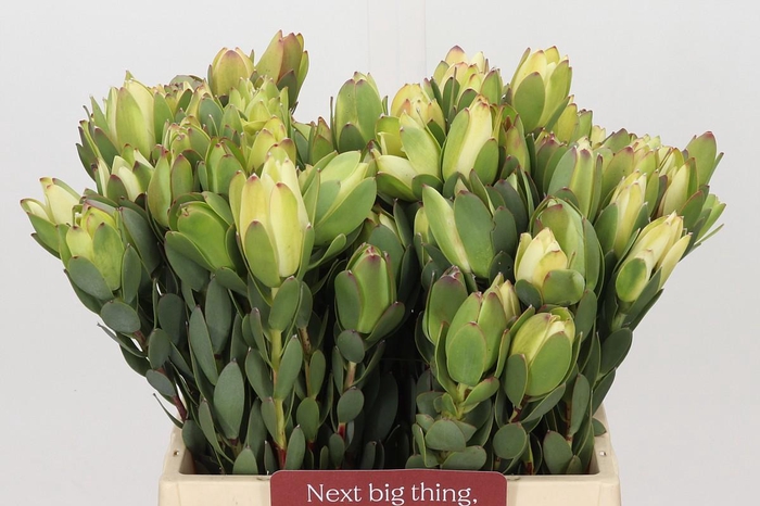 <h4>LEUCADENDRON DISCOLOR</h4>