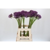 Allium Jackpot
