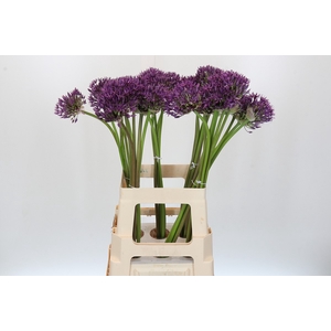 Allium Jackpot