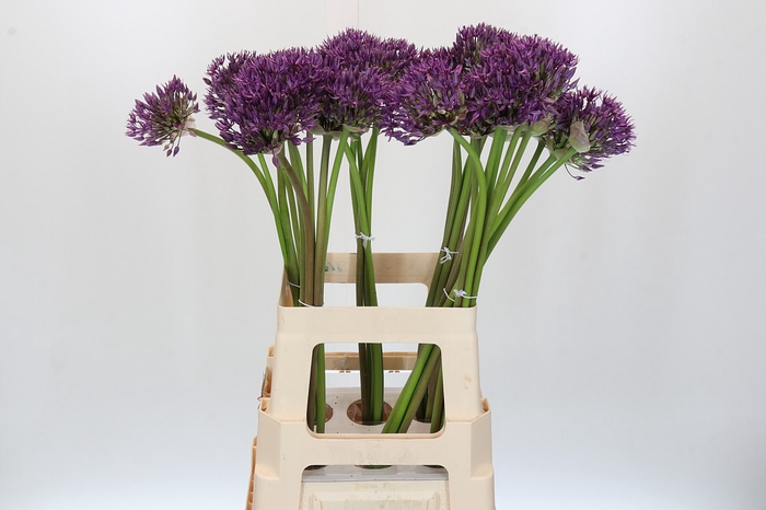 <h4>Allium Jackpot</h4>