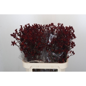 Anigozanthos Bush Ruby