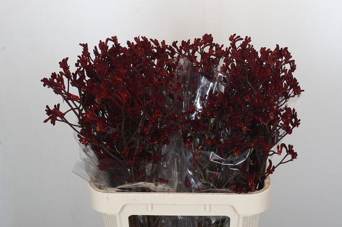 Anigozanthos Bush Ruby