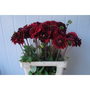 DAHL DEC RED JILL