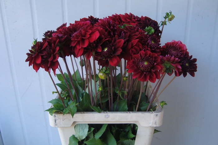 <h4>DAHL DEC RED JILL</h4>