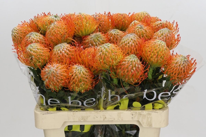 <h4>Nutans Ayoba Sun</h4>