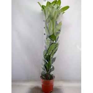 Ficus cyathistipula