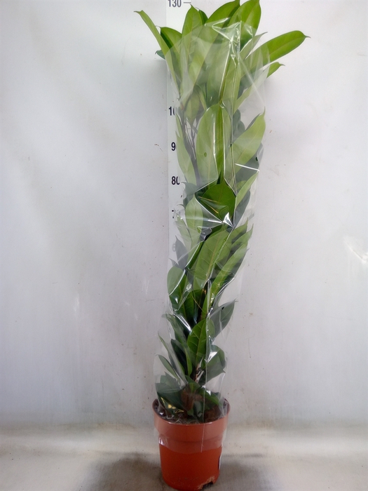 <h4>Ficus cyathistipula</h4>